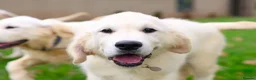 Golden Retriever dogs for sale: Purpose Bred Puppies for Assistance & Family Homes - Advert 12