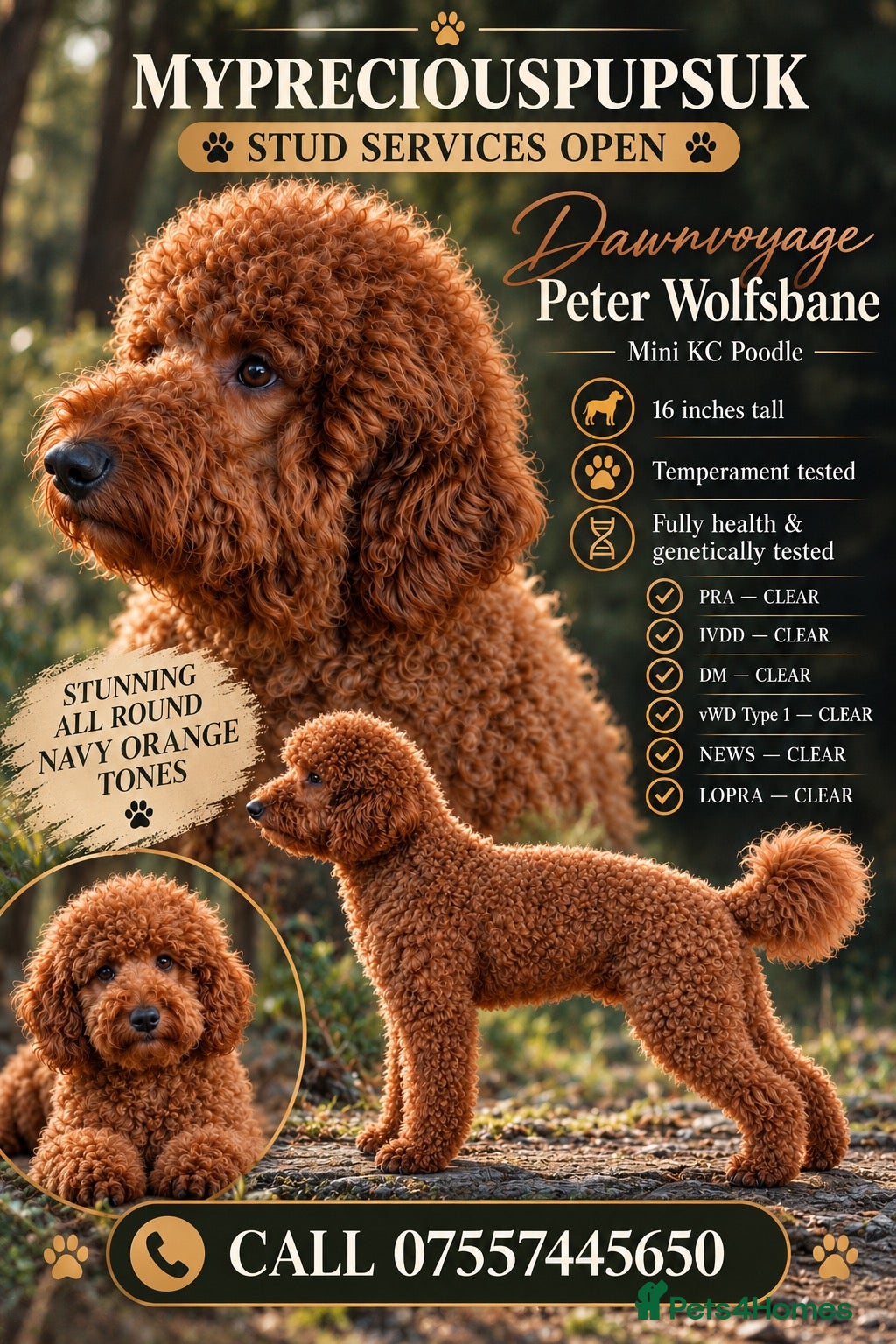 Miniature Poodle dogs Kc mini stunning rusty red poodle stud  - Advert 1
