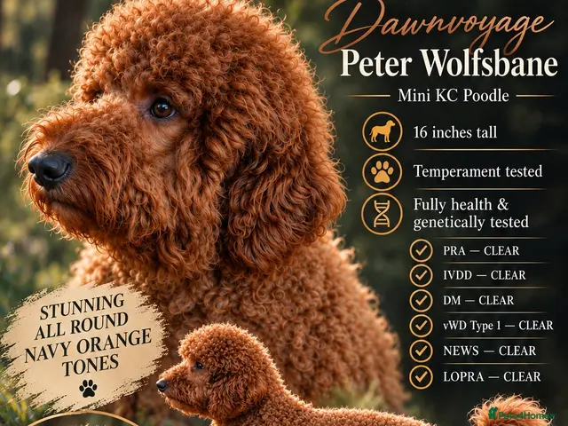 Miniature Poodle dogs for stud: Kc mini stunning rusty red poodle stud - Advert 1