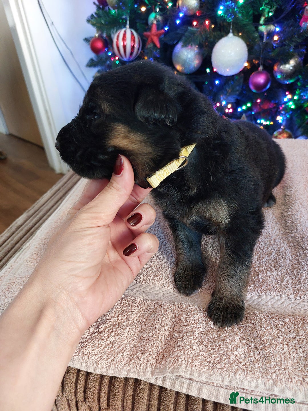 German Shepherd dogs for sale: Puppies  - Advert 3