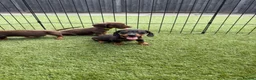 Dachshund dogs for sale: Dachshund  - Advert 9