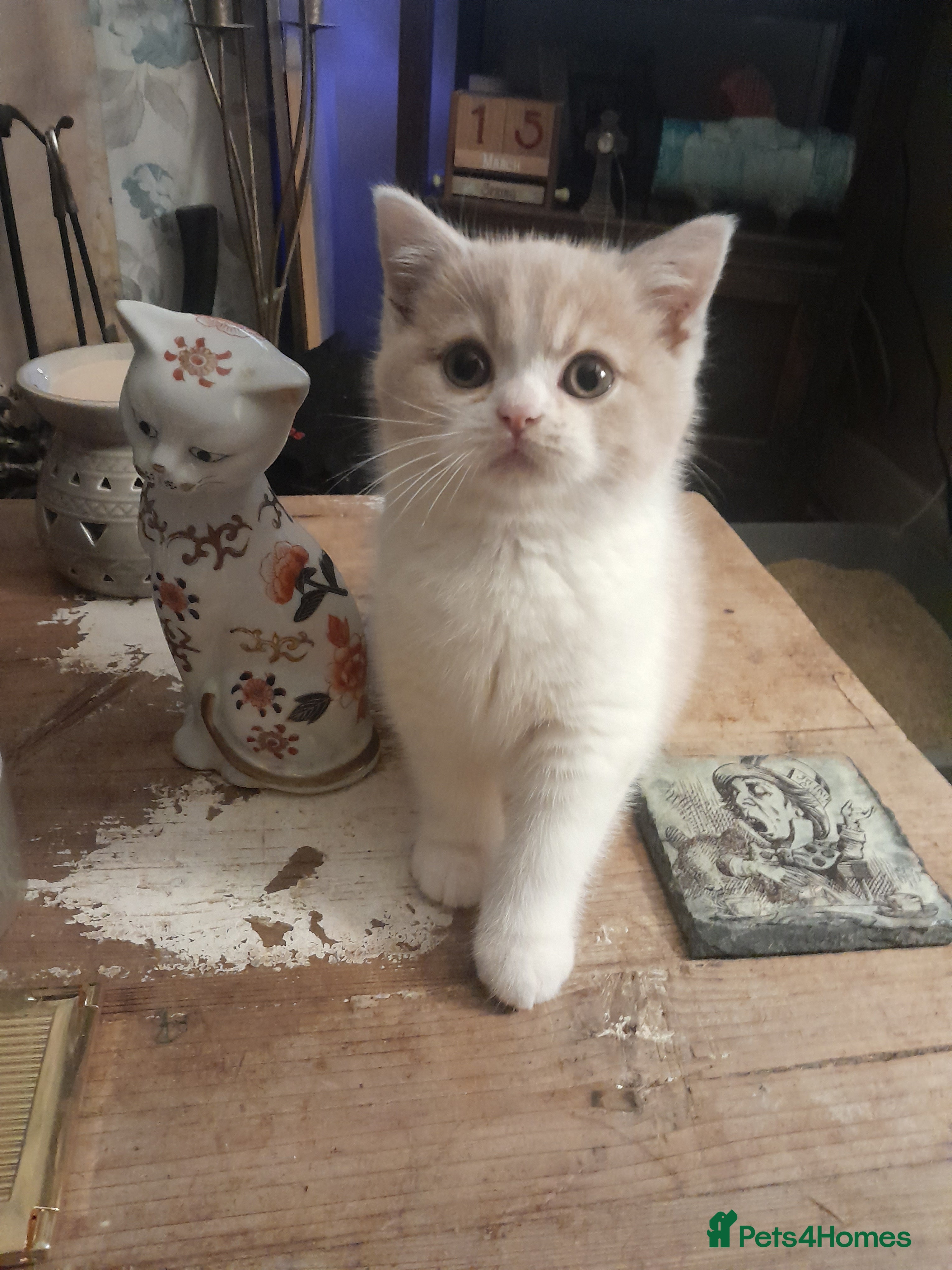 Brazilian Shorthair cats Beautiful pure bred British shorthair kitten  - Advert 1