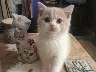 Brazilian Shorthair cats Beautiful pure bred British shorthair kitten - Advert 1