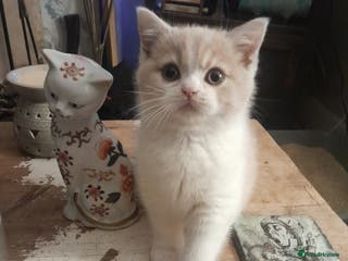 Brazilian Shorthair cats Beautiful pure bred British shorthair kitten - Advert 20