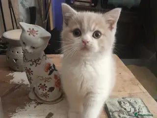 Brazilian Shorthair cats Beautiful pure bred British shorthair kitten - Advert 6