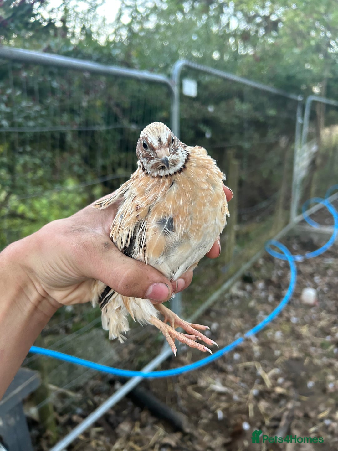 Mixed Breed poultry for sale: Selection of Poultry Available (See description) - Image 13