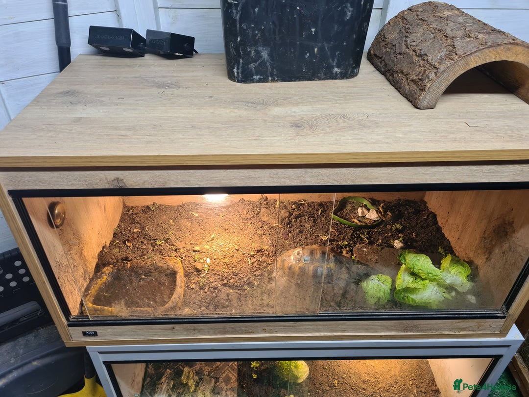 Hermann Tortoise reptiles for sale: Hermanns Tortoise with vivarium  - Advert 3