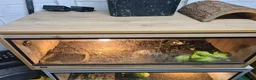 Hermann Tortoise reptiles for sale: Hermanns Tortoise with vivarium  - Advert 3
