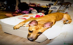 Mixed Breed dogs for sale: Belgian Shepherd (Malinois) for Sale - Image 6