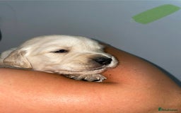 Golden Retriever dogs for sale: Golden Retriever Puppies for Sale - Image 4