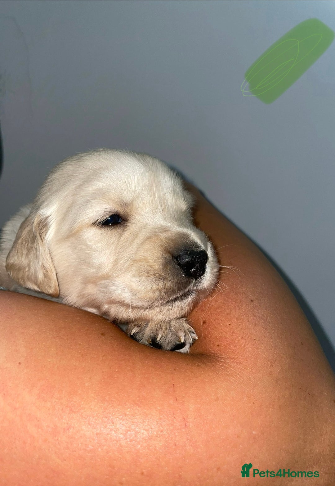 Golden Retriever dogs for sale: Golden Retriever Puppies for Sale - Image 4
