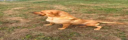 Labrador Retriever dogs for sale: KC Reg fox red bitch in Ashford - Advert 2