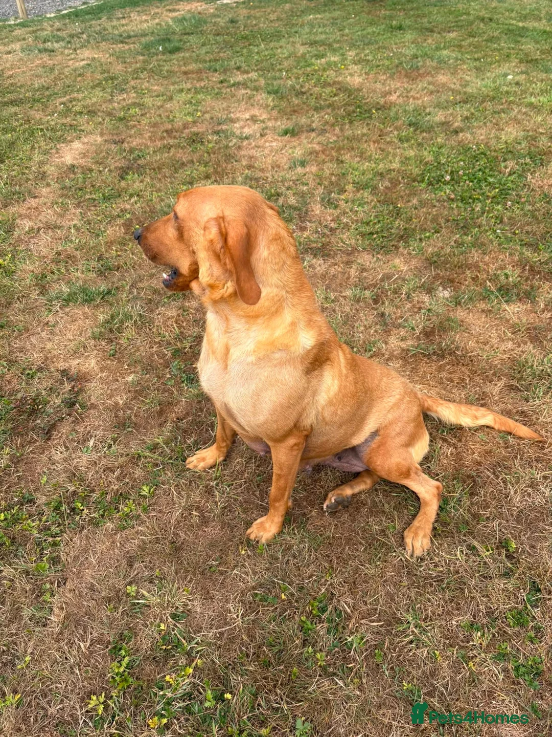 Labrador Retriever dogs for sale: KC Reg fox red bitch in Ashford - Advert 2