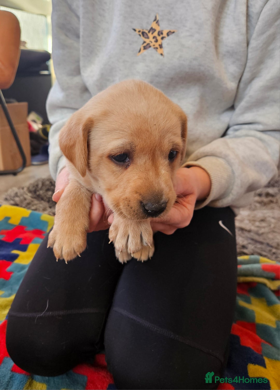 Labrador Retriever dogs for sale: KC Reg Labrador Pups For Sale - Advert 8
