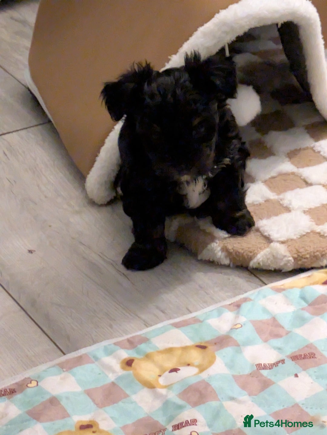 Yorkshire Terrier dogs for sale: York terrier pupyy  - Advert 5