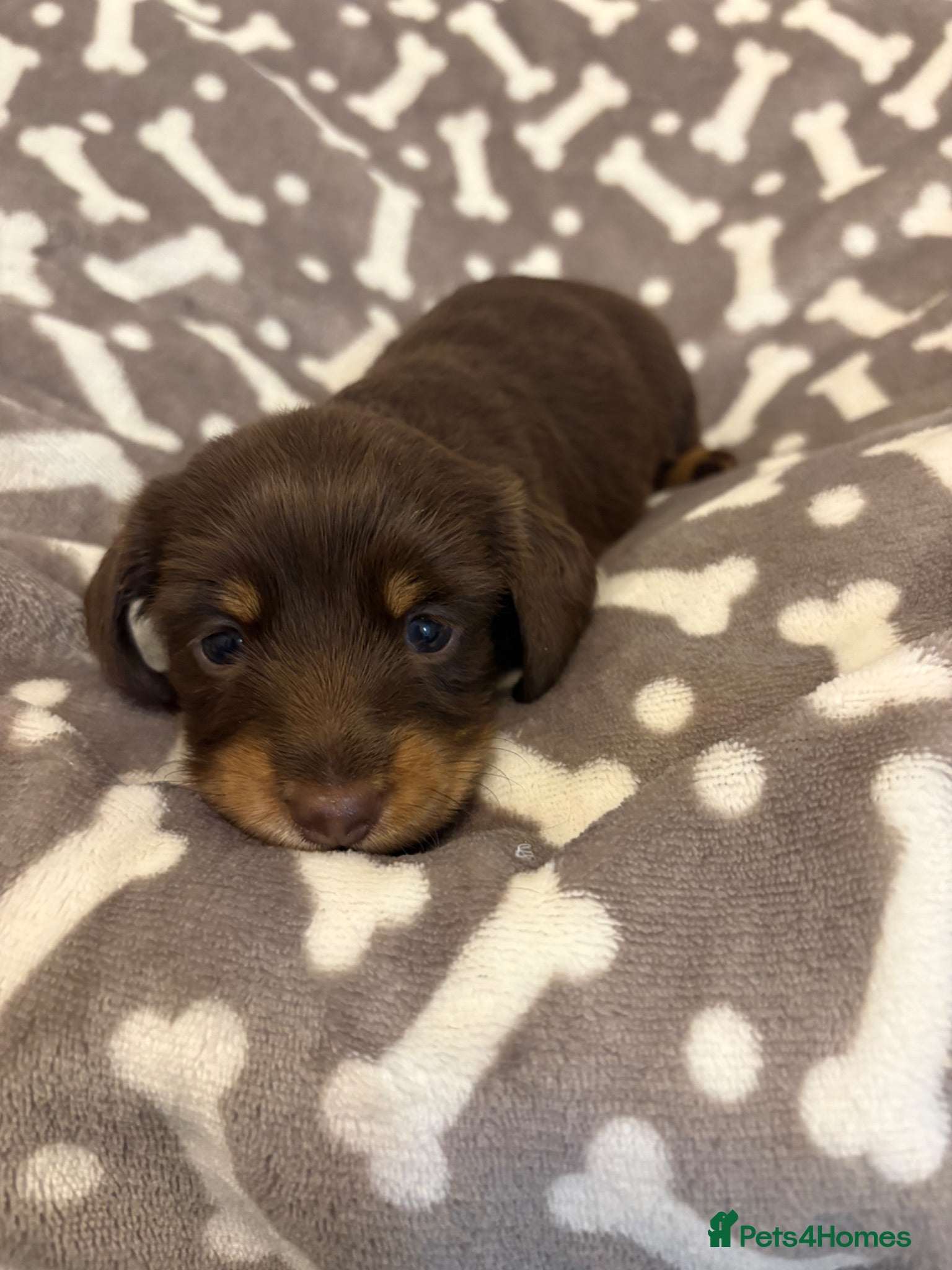Dachshund dogs Miniature Dachshunds  - Advert 1