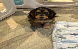 Cocker Spaniel dogs for sale: KC Show Cocker Spaniels fully health tested  - Image 4