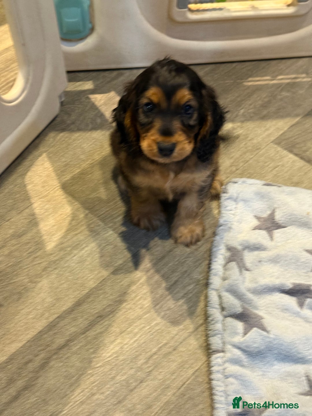 Cocker Spaniel dogs for sale: KC Show Cocker Spaniels fully health tested  - Image 4