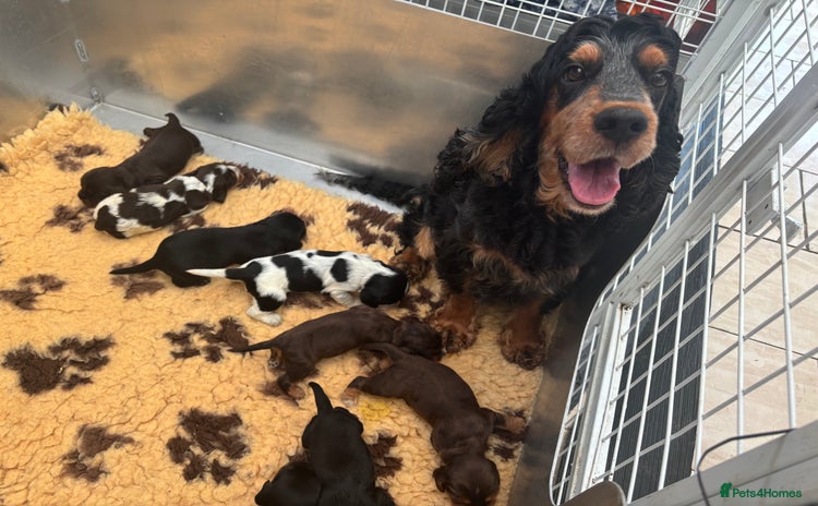 Cocker Spaniel dogs - Advert 7