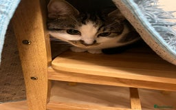 British Shorthair cats for sale: Free adopt 2Lovely Cats Looking for a Loving Home - Image 1