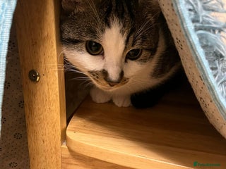 British Shorthair cats - Advert 1