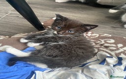 Mixed Breed cats for sale: 5 beautiful black and white kitties  - Image 12