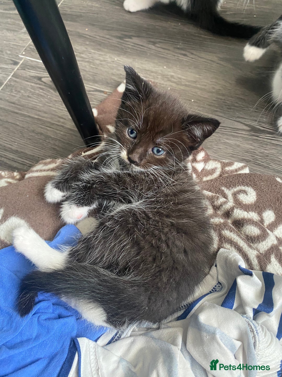 Mixed Breed cats for sale: 5 beautiful black and white kitties  - Image 12