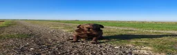 Labrador Retriever dogs for sale: Lovely, well bred Working Type Chocolate Lab.  - Advert 5