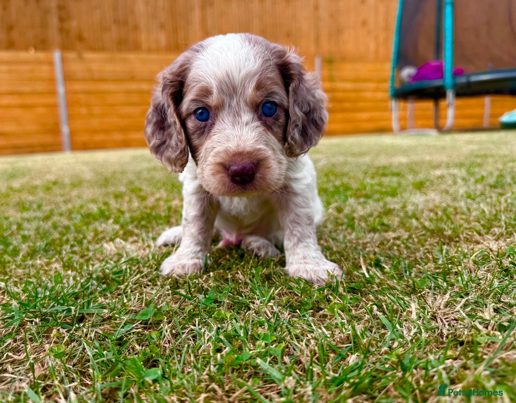 Cockapoo dogs Beautiful Cockapoo Babies 🐾🐾🐾 - Advert 1