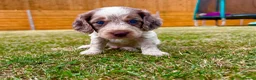 Cockapoo dogs for sale: Beautiful Cockapoo Babies 🐾🐾🐾 - Advert 4
