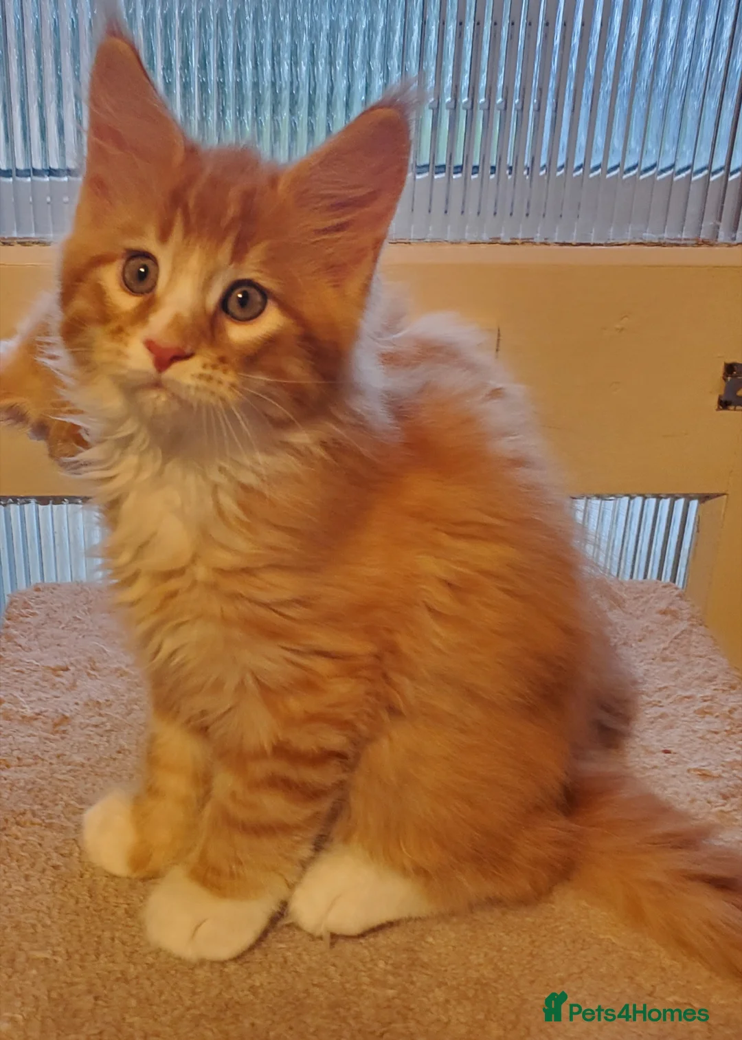 Maine Coon cats for sale: GOURGEOUS XXL MAINE COON KITTENS!!! - Advert 9
