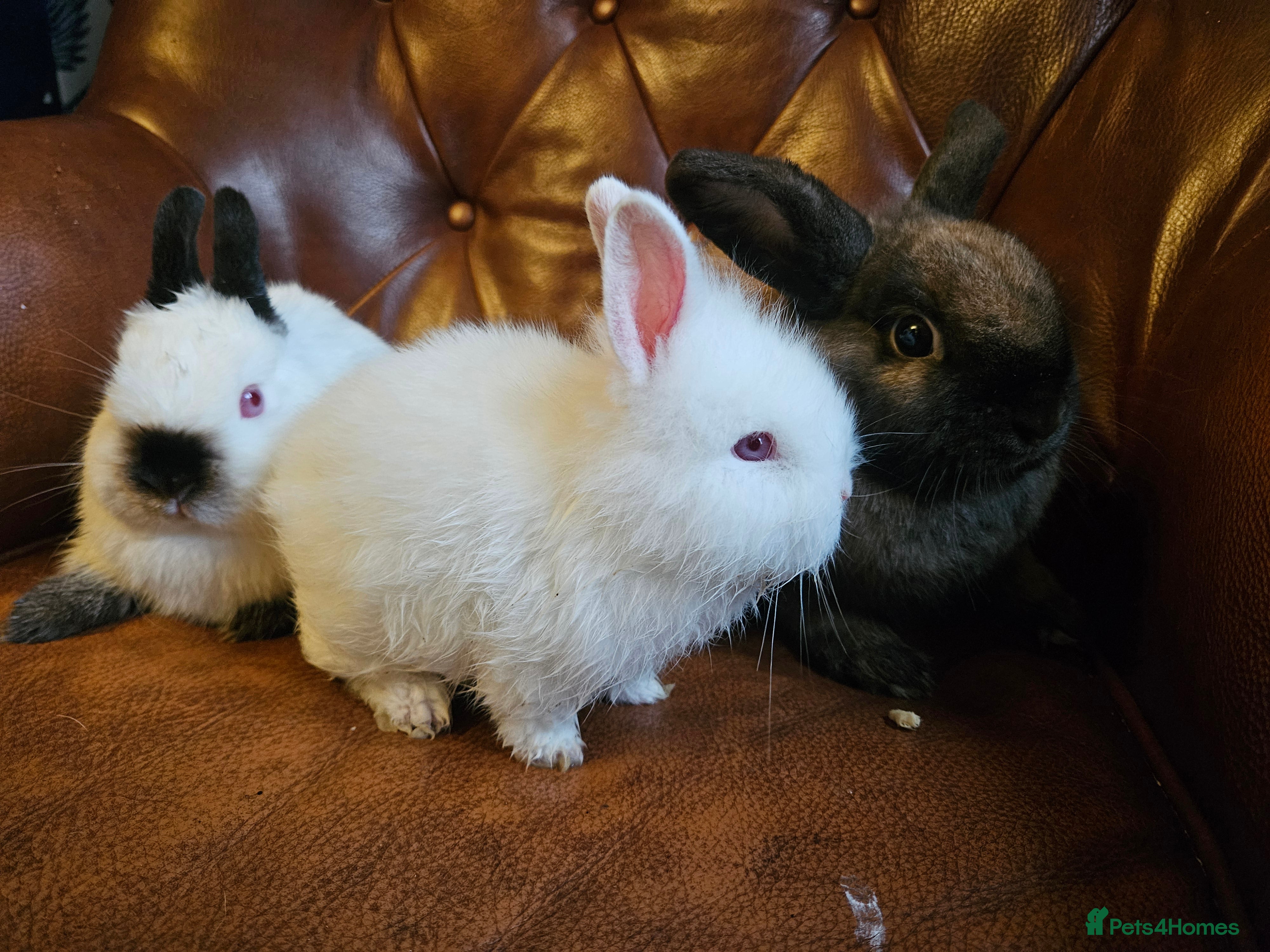 Mixed Breed rabbits Selection of rabbits for sale - Advert 15