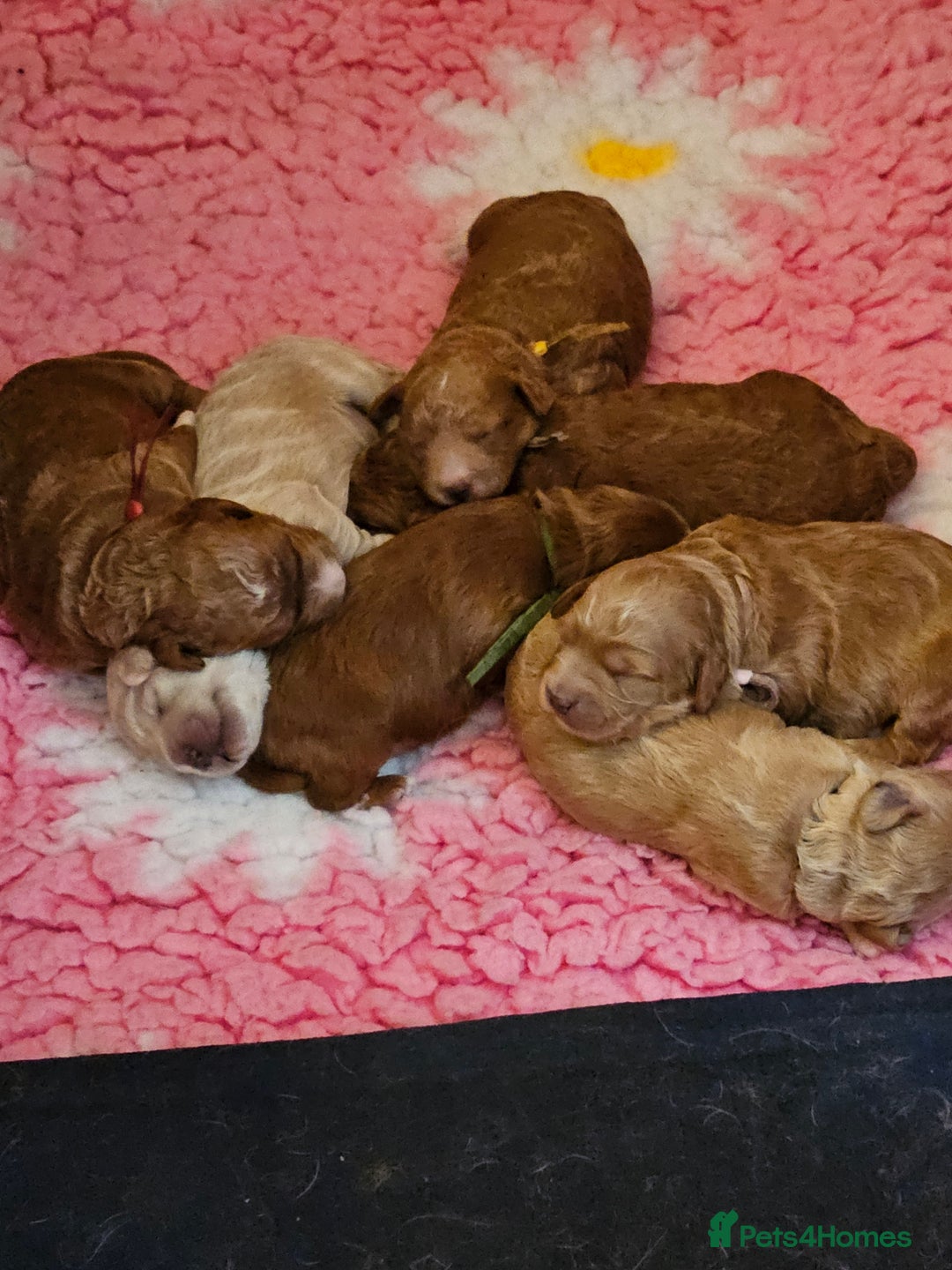 Mini Goldendoodle dogs for sale: Gorgeous family Raised Mini F1b Goldendoodles - Advert 4