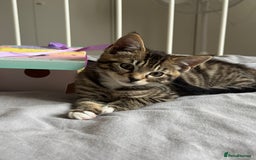 Domestic Shorthair cats for sale: 6 and half month old kitten for sale  - Image 6