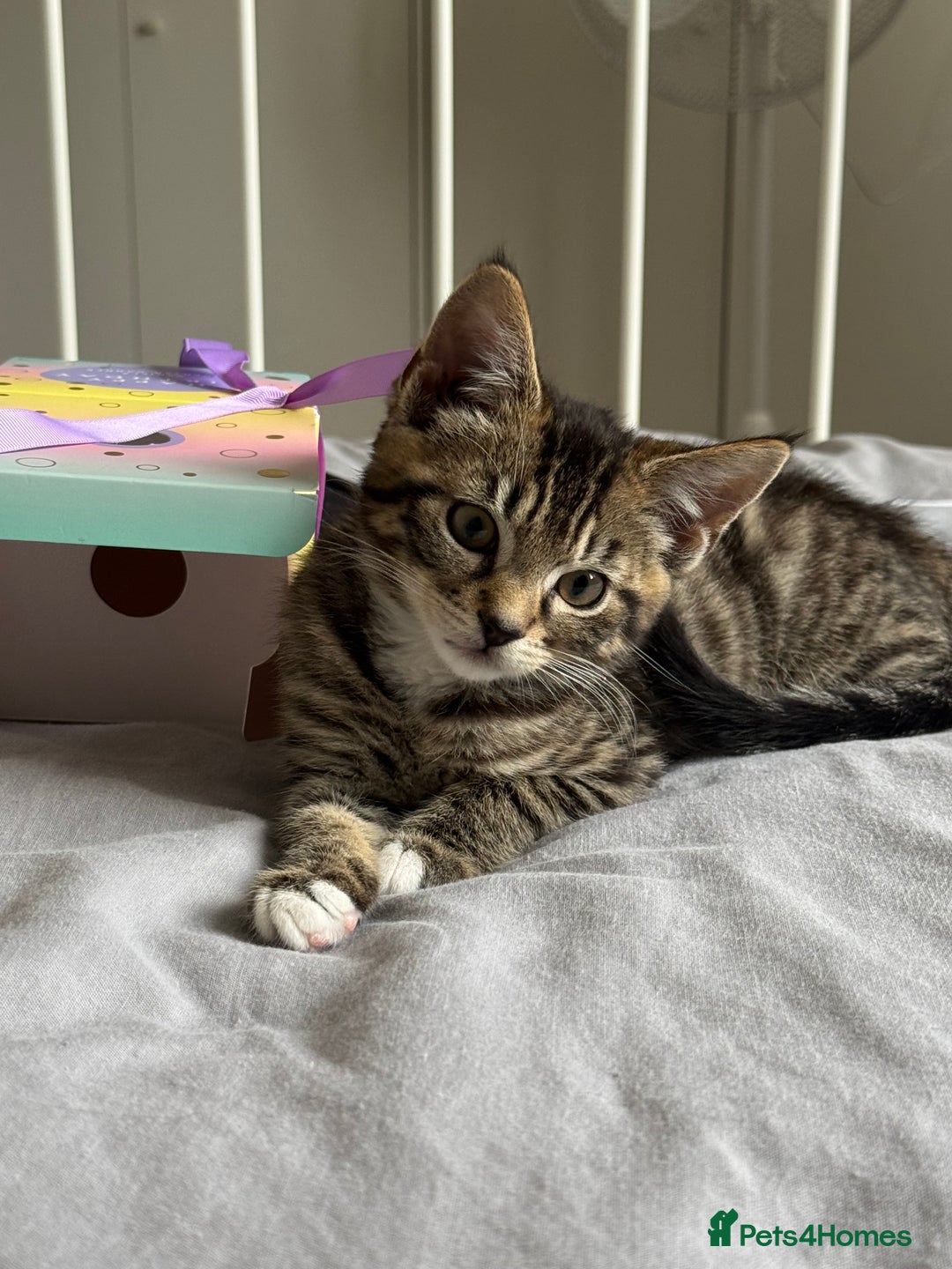 Domestic Shorthair cats for sale: 6 and half month old kitten for sale  - Image 6