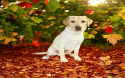 Labrador Retriever dogs for sale: Must go together  - Image 5