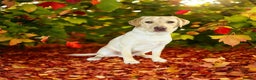 Labrador Retriever dogs for sale: Must go together  - Advert 5