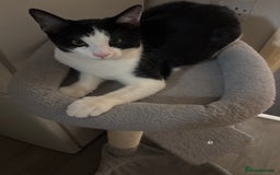 Mixed Breed cats for sale: Female cat - Image 1