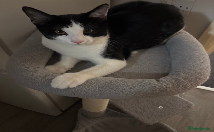 Mixed Breed cats - Advert 15