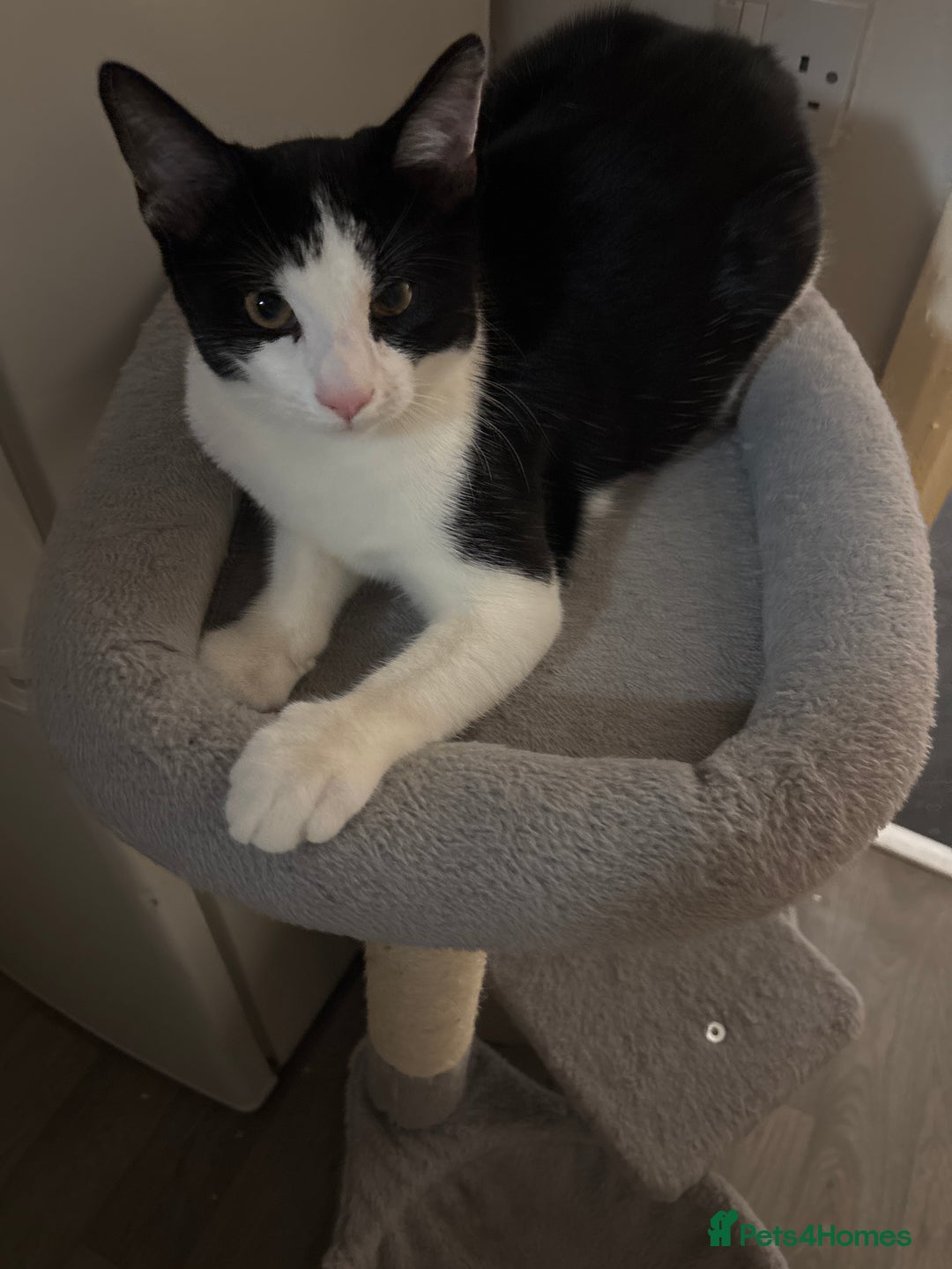 Mixed Breed cats for sale: Female cat - Image 1