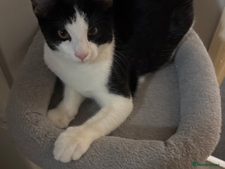 Mixed Breed cats - Advert 29