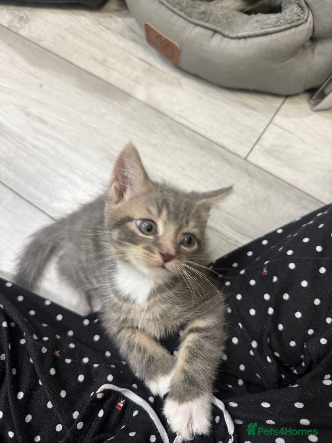 Mixed Breed cats for sale: Tabby Kittens - Advert 8