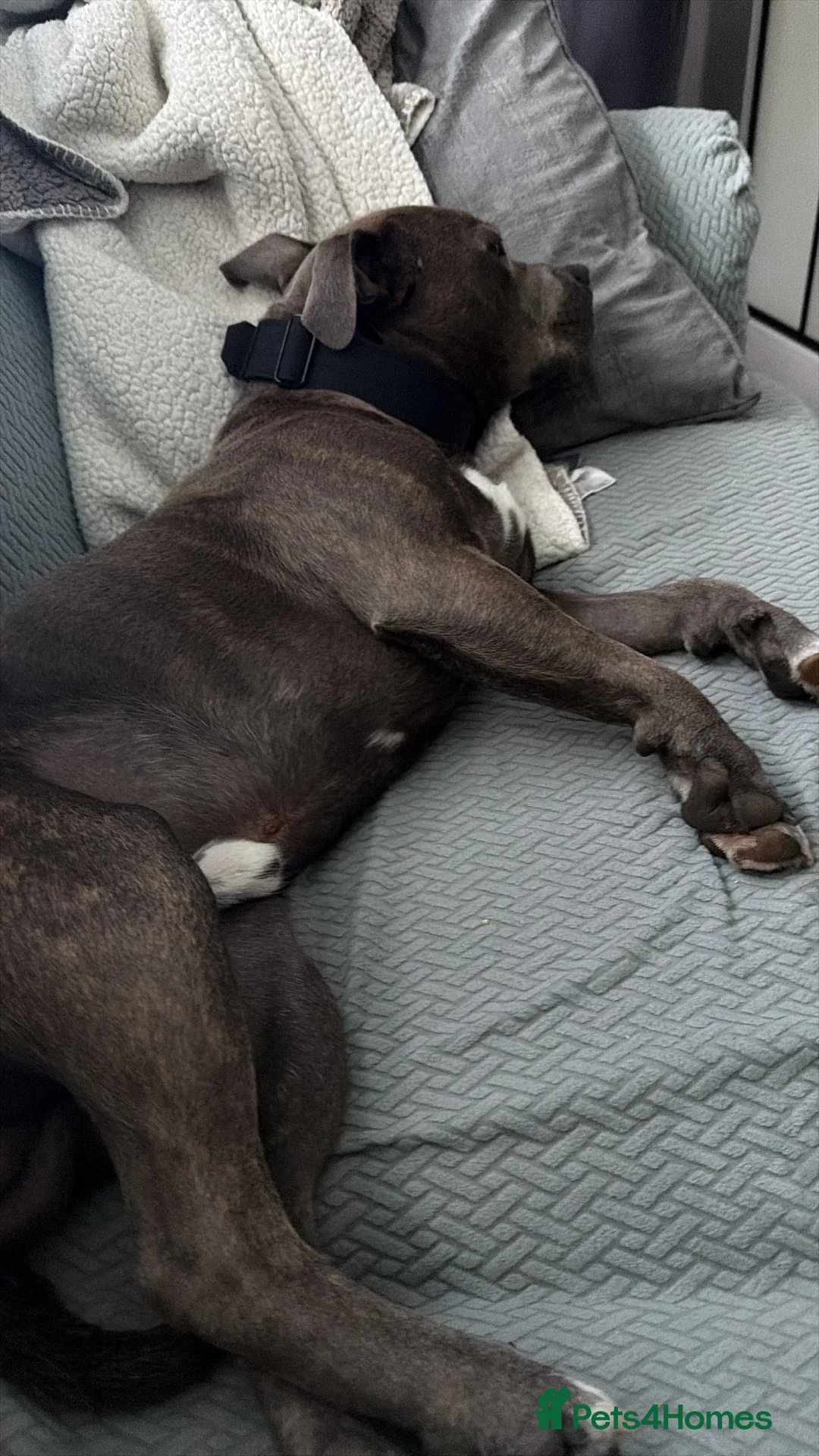 Staffordshire Bull Terrier dogs for sale: Bruno - Advert 2