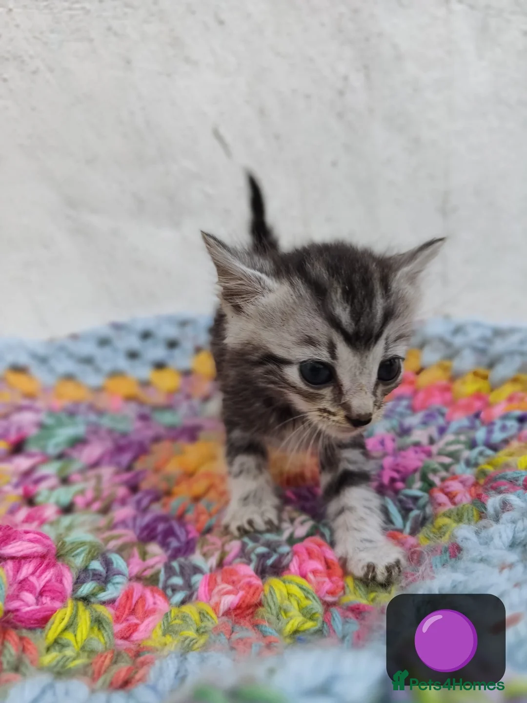 British Longhair cats for sale: 🐾 Beautiful Long-Haired Kittens – £350 Each 🐾 - Advert 10