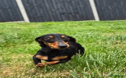 Miniature Dachshund dogs for sale: Loving, Happy Girl looking for loving home  - Image 5