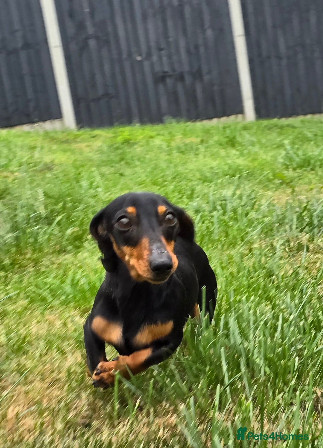 Miniature Dachshund dogs for sale: Loving, Happy Girl looking for loving home  - Image 5