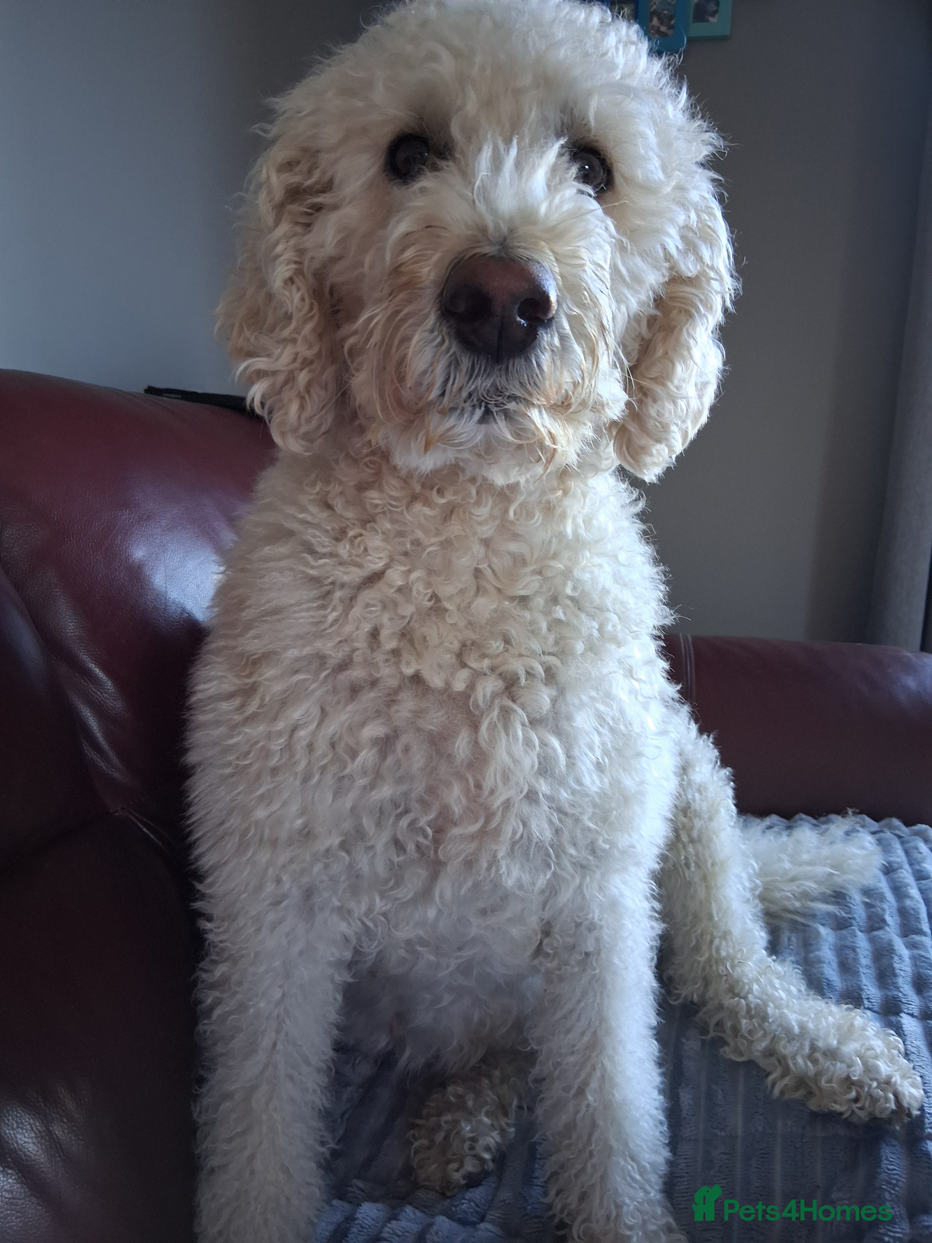 Rosie