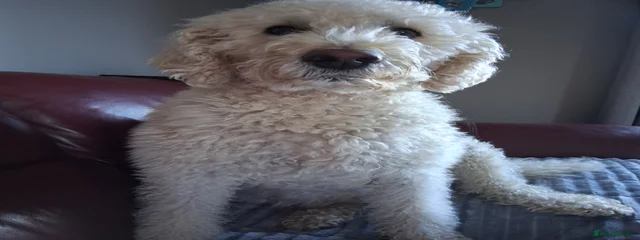 Rosie