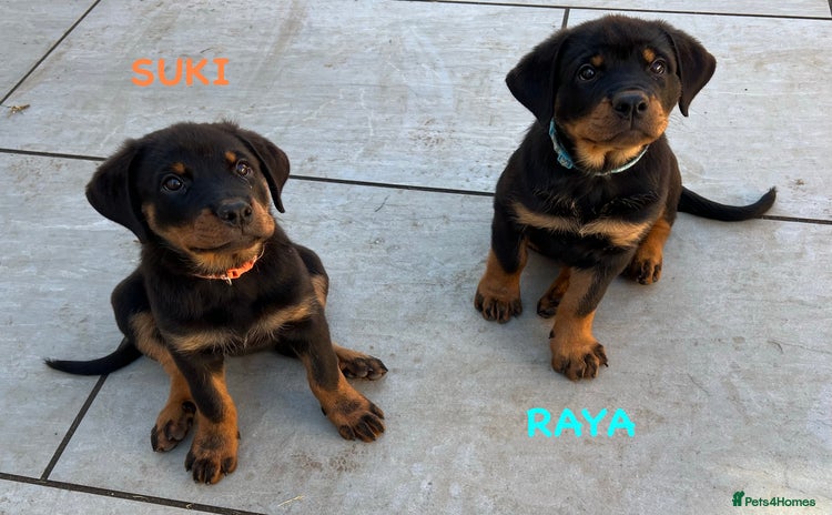 Rottweiler dogs - Advert 11