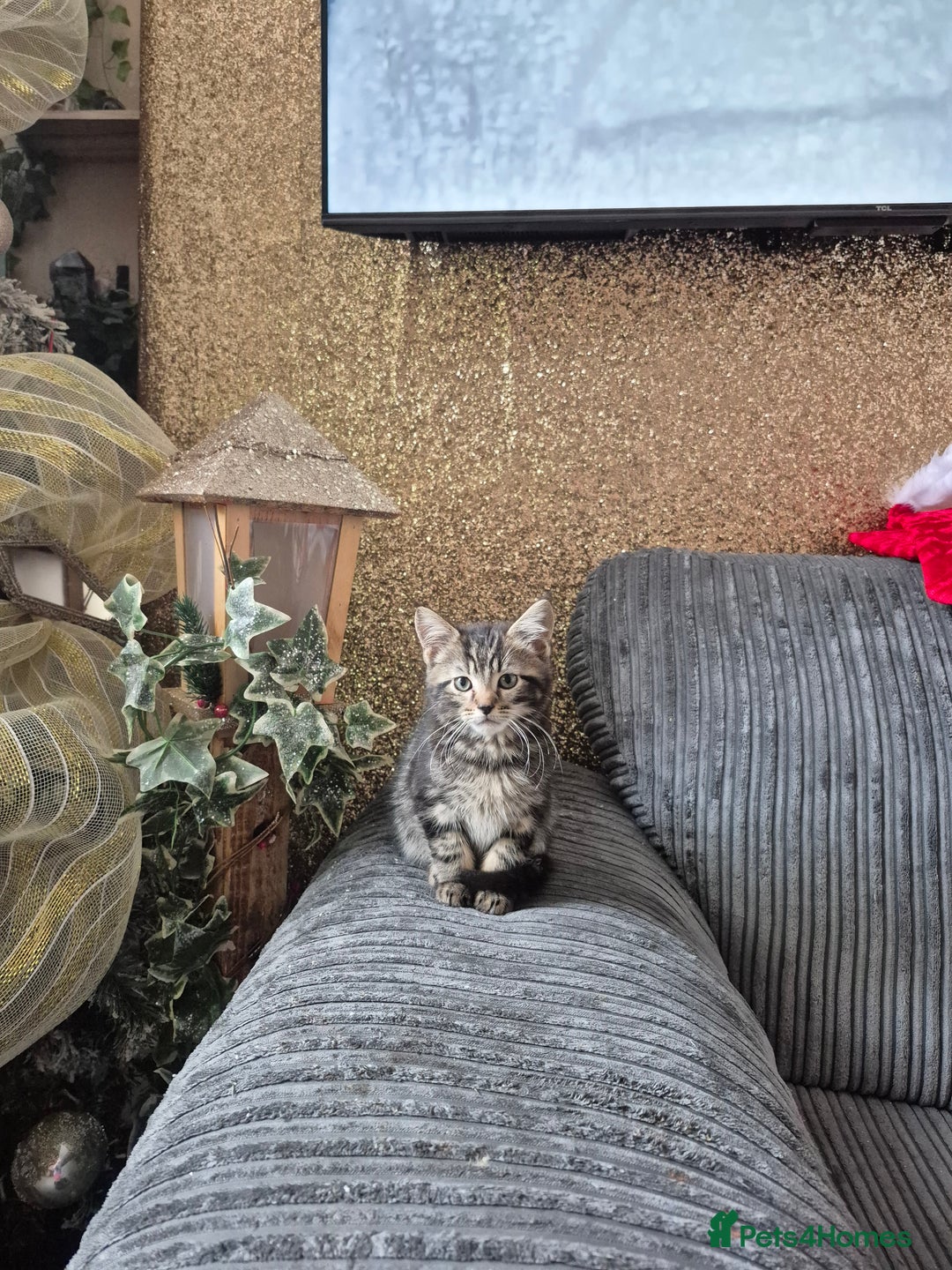 Maine Coon cats for sale: 💥💥 reduced 1 male left Mainecoon x domestic💥💥  - Advert 16